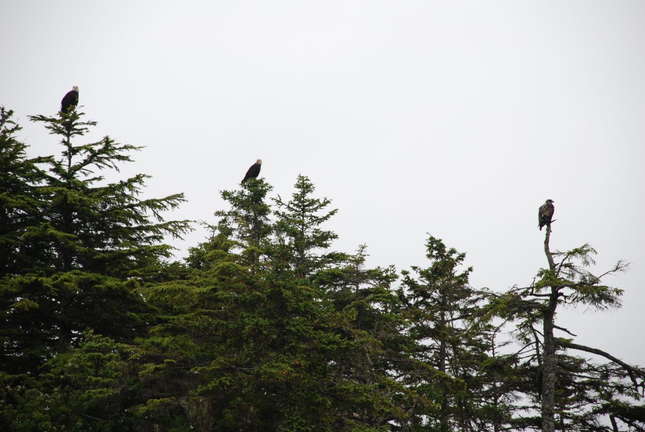 Bald Eagles near Sitka
