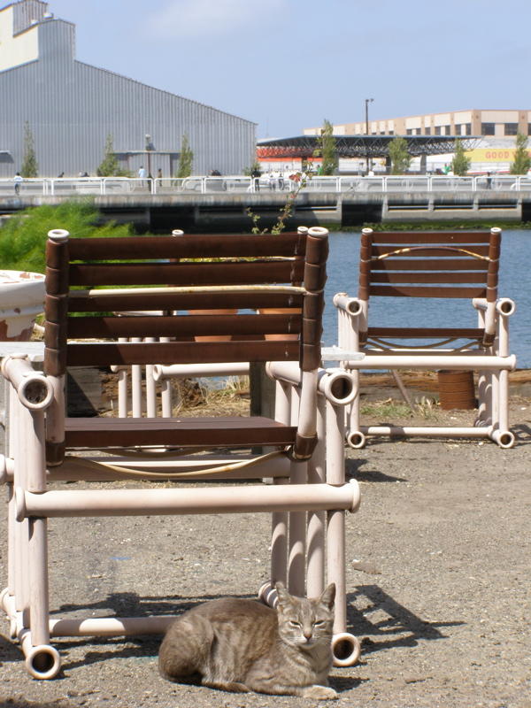 Islais Creek Kitty
