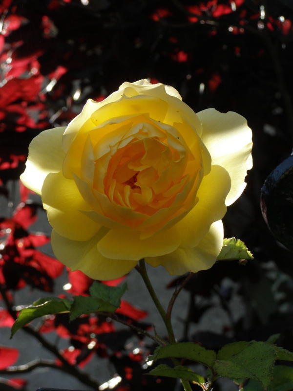 Nob Hill Rose