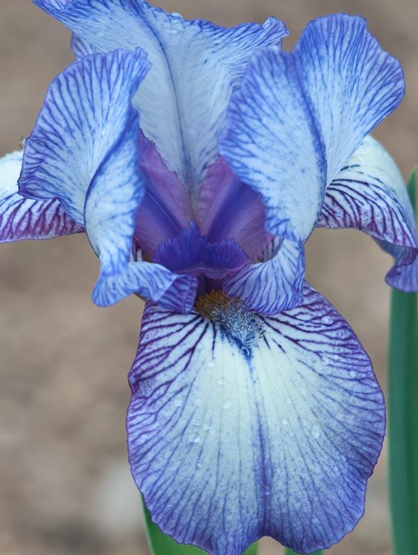 Virginia Arboretum Iris