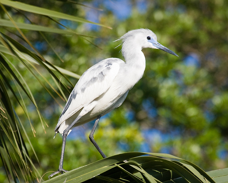 Juvenile Little Blue Heron