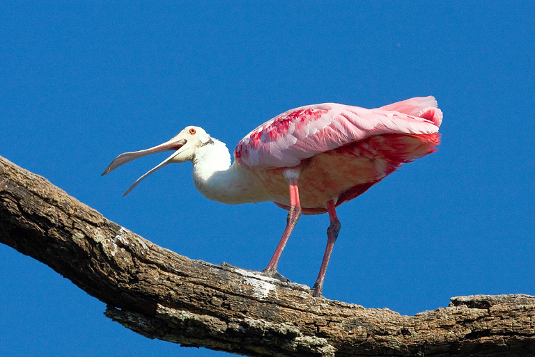 Spoonbill on Dead Limb