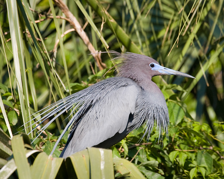 Ruffled Little Blue Heron