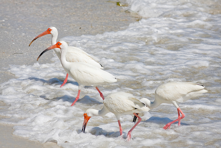 Wading Ibises