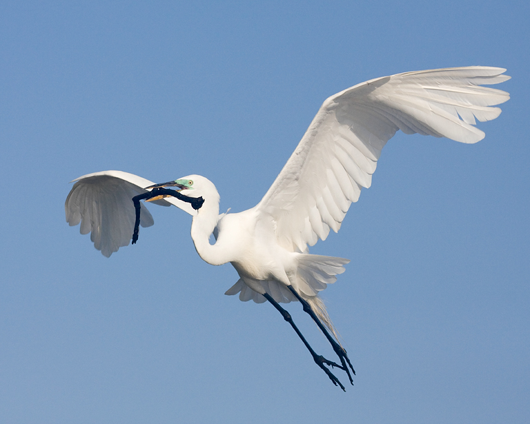 Great Egret Carrying BIG STICK