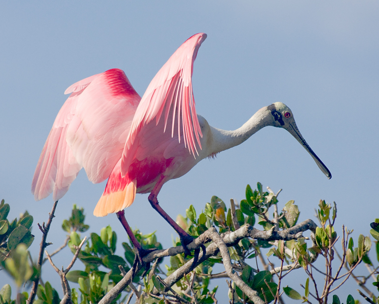 Spoonbill Sitting atop Mangrove