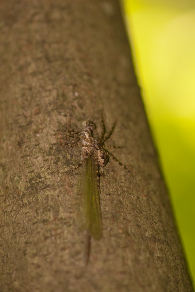 Damselfly and Spider