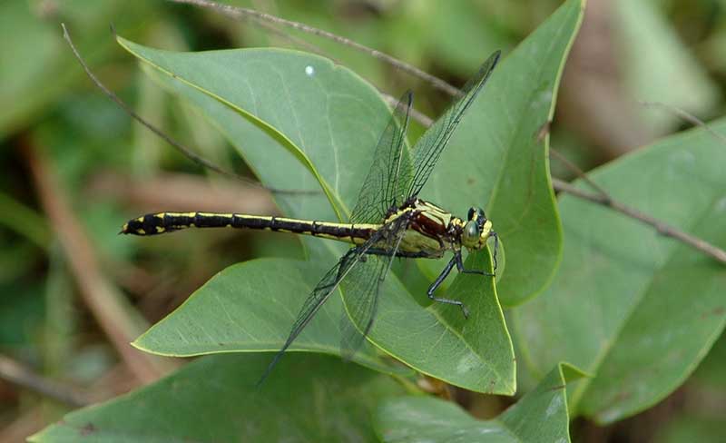 Black-shouldered Spinyleg