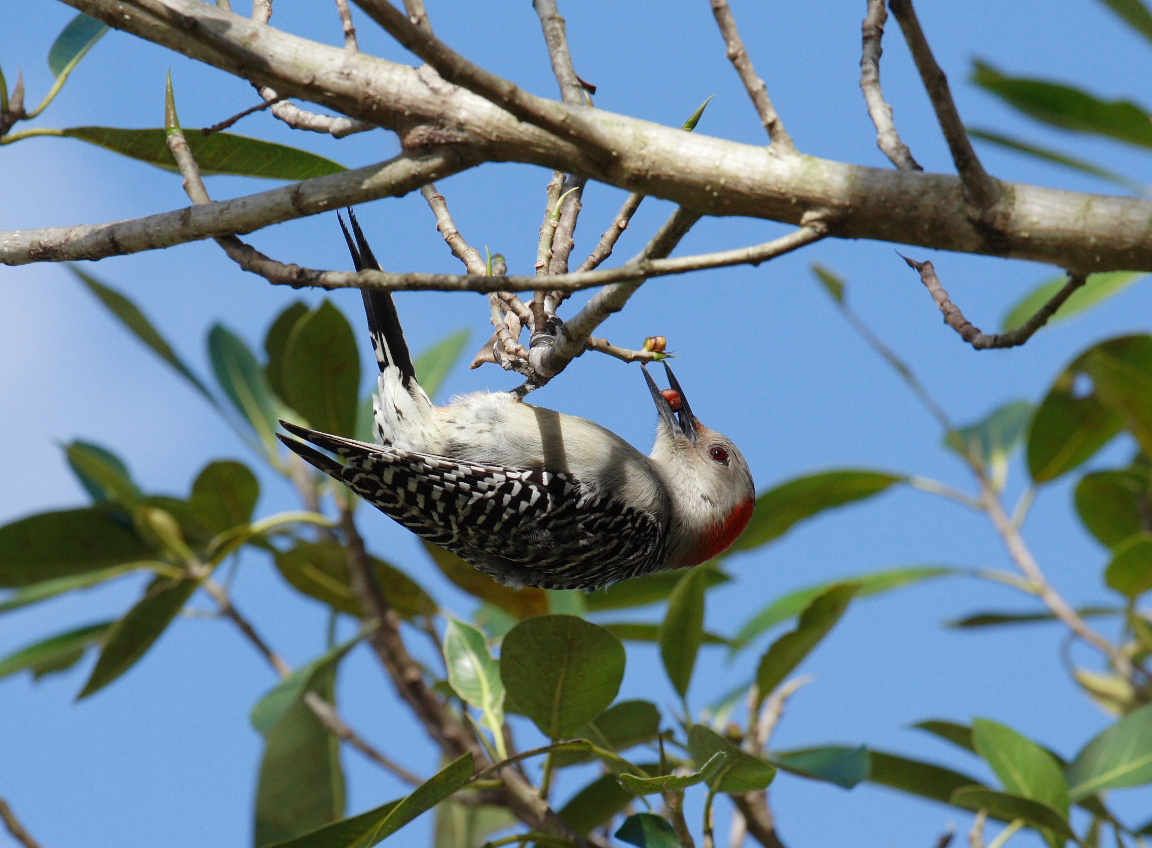 Red Bellied Woodpecker