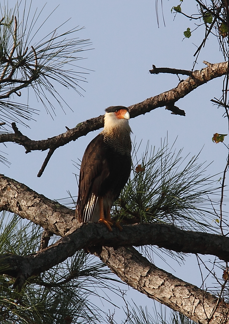 Crested Caracara