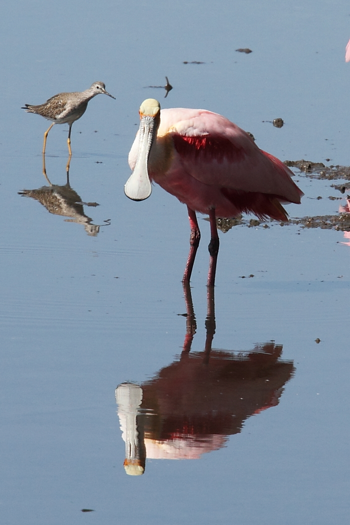 Roseate Spoonbill