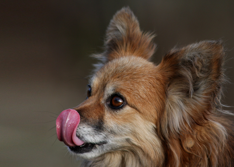 Papillion Sable  Portrait