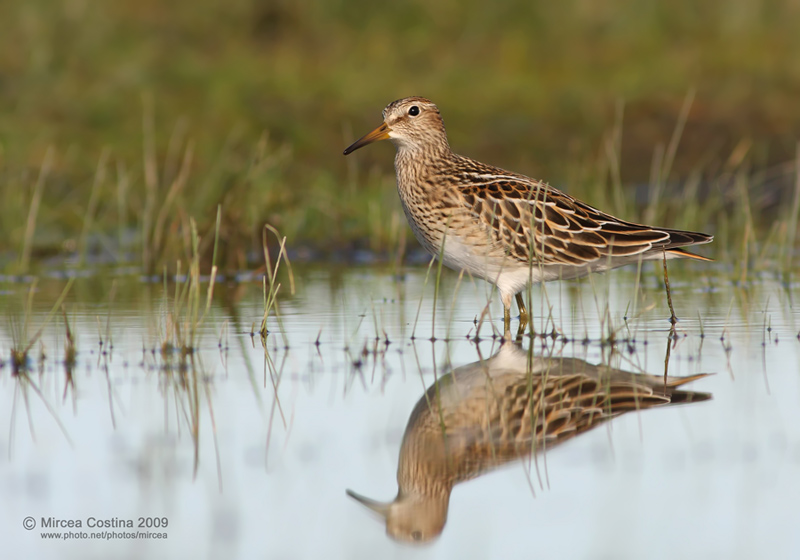 Pectoral Sandpiper (Calidris melanotos)