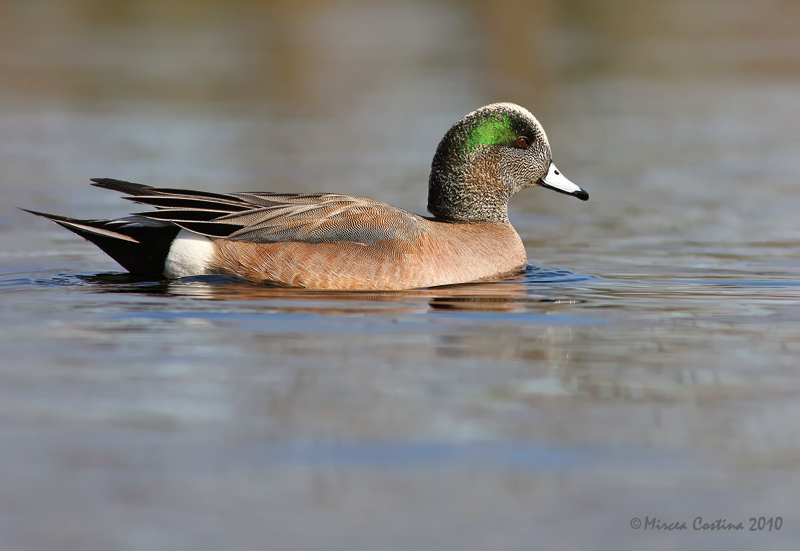 American Wigeon, Canard dAmrique (Anas americana)