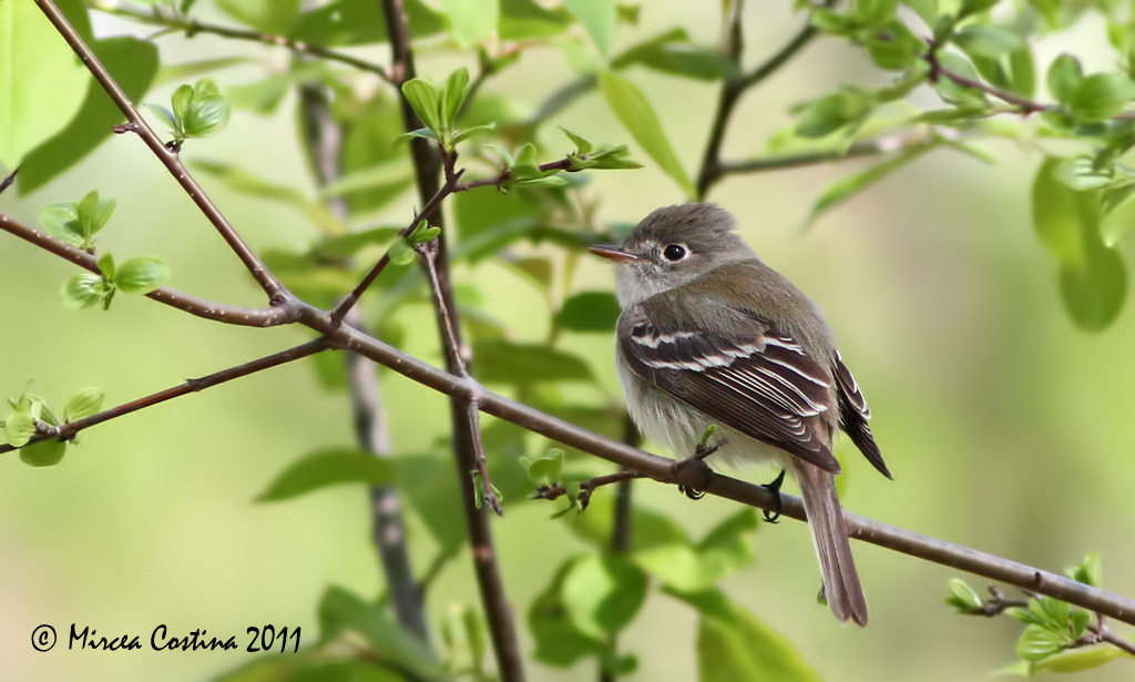 Least Flycatcher, Moucherolle tchbec (Empidonax minimus)