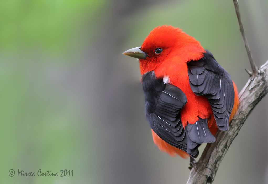  Scarlet Tanager,  Piranga carlate (Piranga olivacea)