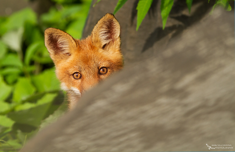 Peekaboo