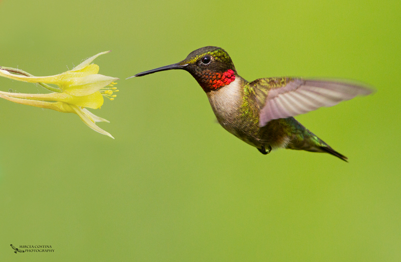 Ruby-Throated Hummingbird, Colibri  gorge rubis (Archilochus colubris)