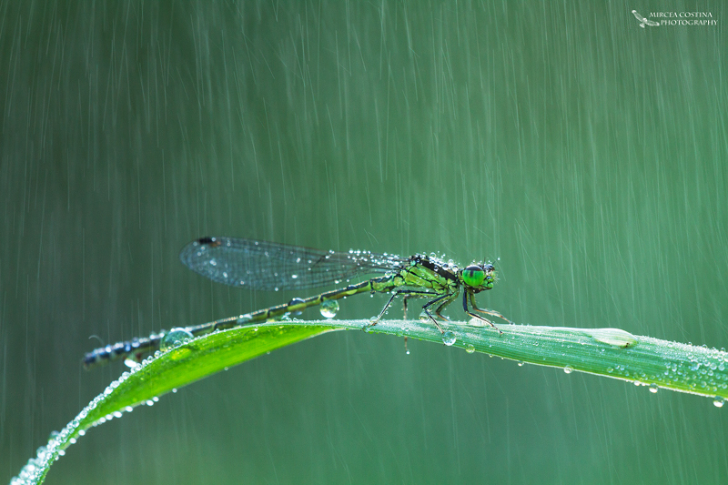 Heavy rain