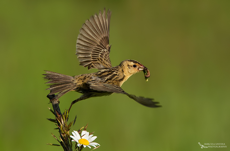 Bobolink, Goglu des prs (Dolichonyx oryzivorus) - female