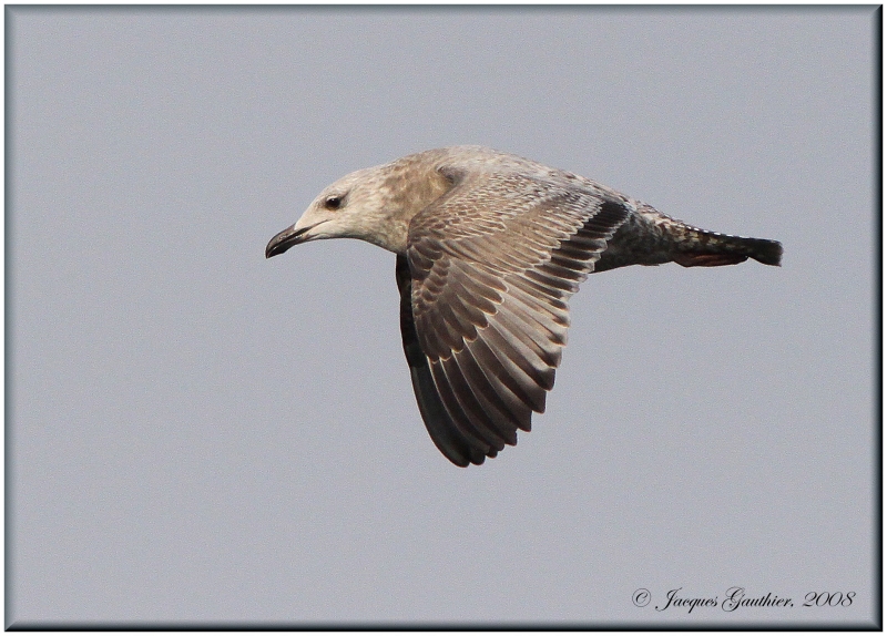 Goland argent ( Herring Gull )