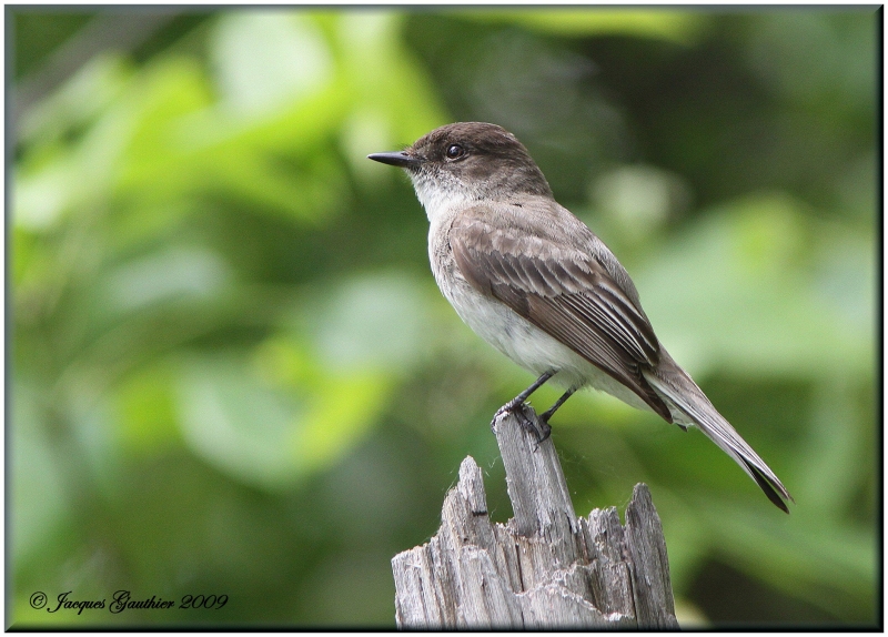 Moucherolle phbi ( Eastern Phoebe )