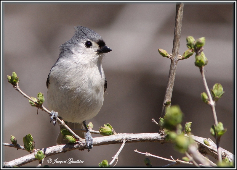 Msange bicolore (Tufted Titmouse)