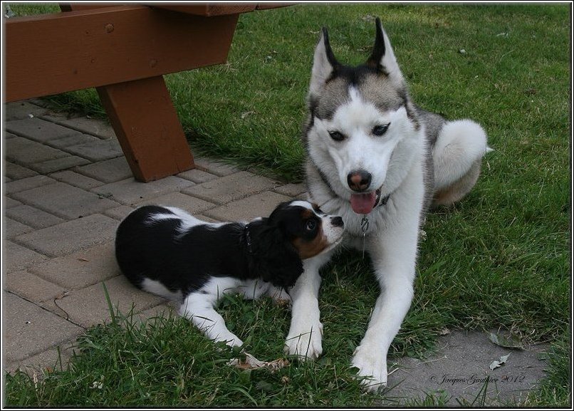  Macha ( Cavalier King Charles ) & Louna ( Husky Sibrien )