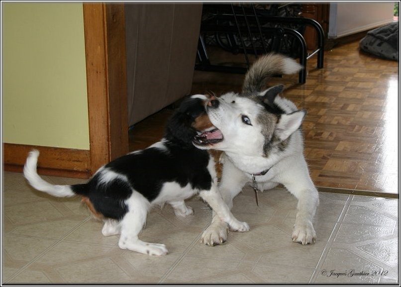  Macha ( Cavalier King Charles ) & Louna ( Husky Sibrien )