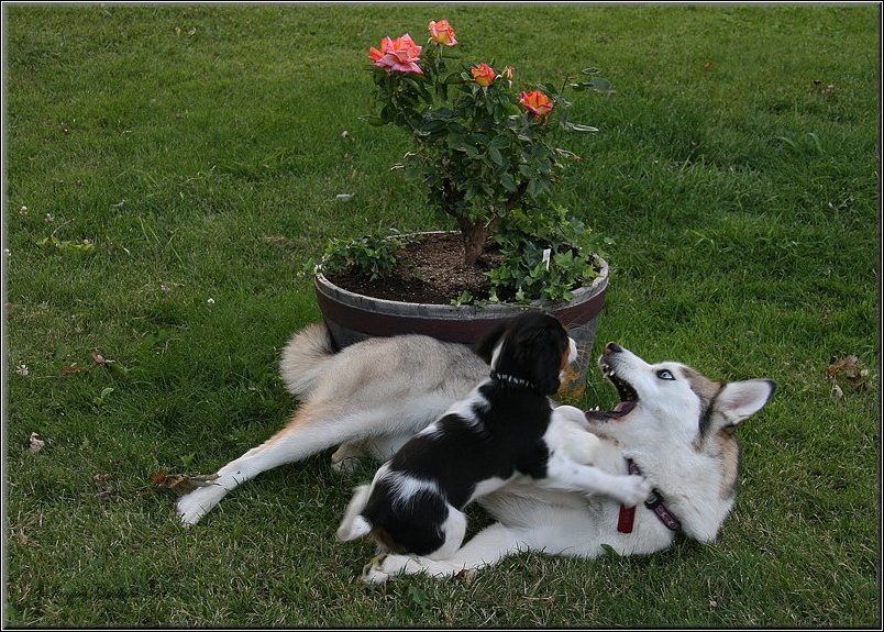  Macha ( Cavalier King Charles ) & Louna ( Husky Sibrien )