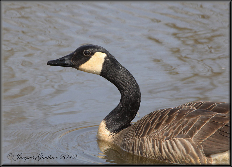 Bernache du Canada ( Canada Goose )