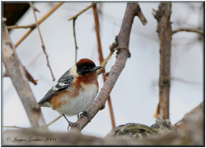 Paruline  poitrine baie ( Bay-breasted Warbler )