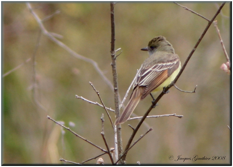 Tyran hupp ( Great Crested Flycatcher )