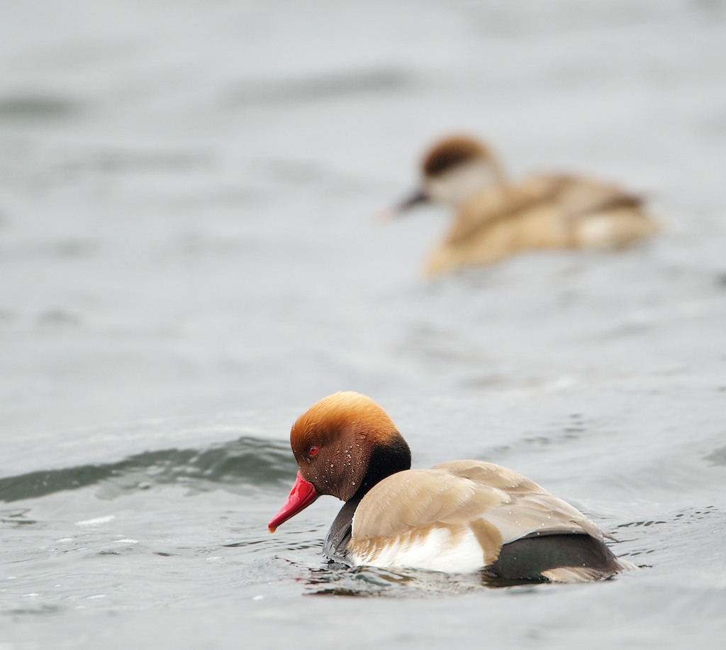 Krooneend/Red-crested Pochard