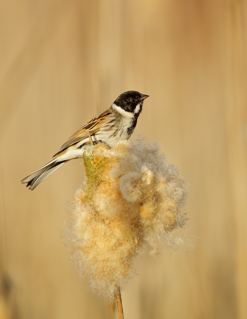 Rietgors/Reed Bunting