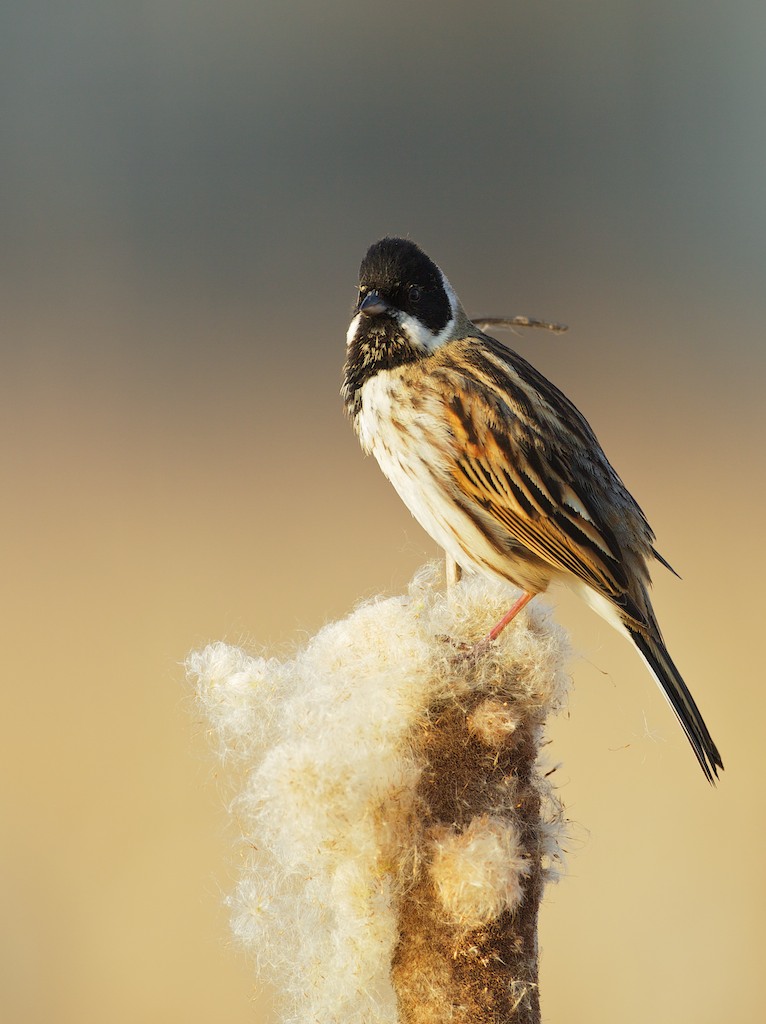 Rietgors/Reed Bunting