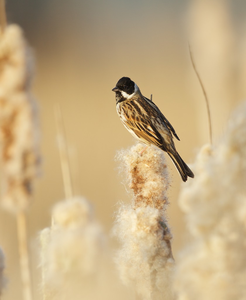 Rietgors/Reed Bunting