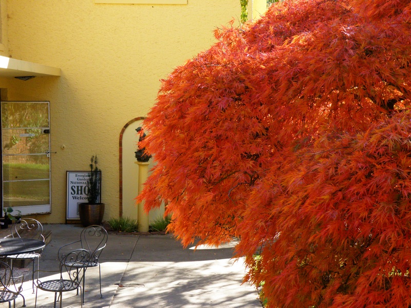Red Tree.jpg