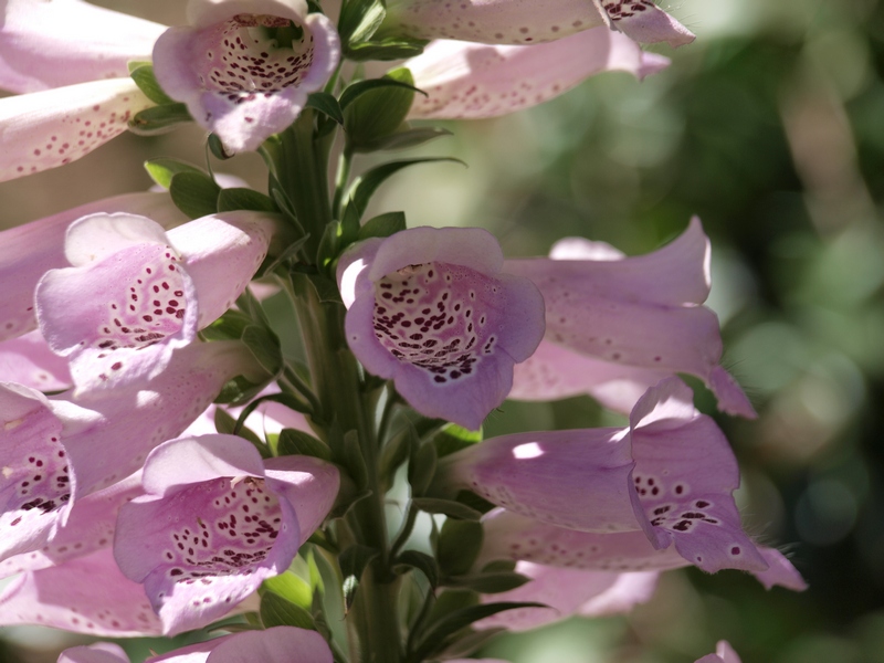 Foxglove