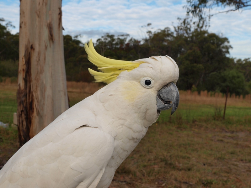 Sulphur Crested Cockatoo