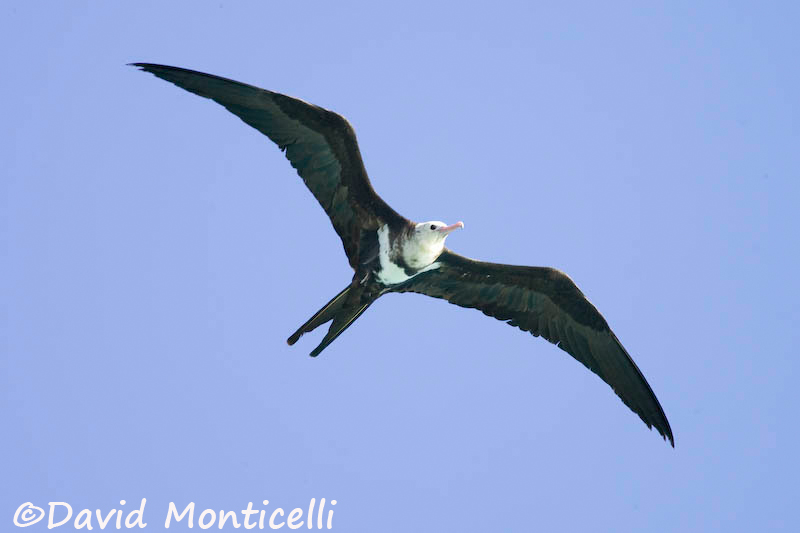 Lesser Frigatebird (Fregata minor)_A8T0036.jpg