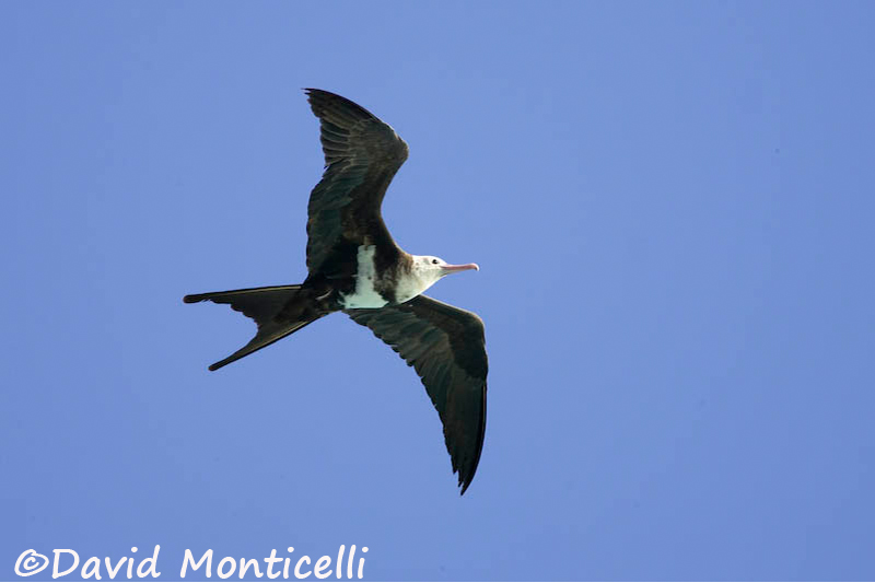 Lesser Frigatebird (Fregata minor)_A8T0039.jpg