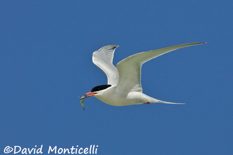 Roseate Tern carrying goatfish_A8T0157.jpg