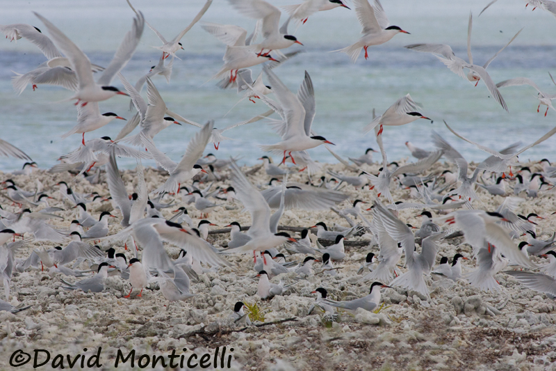 Roseate Tern breeding colony_A8T0183.jpg