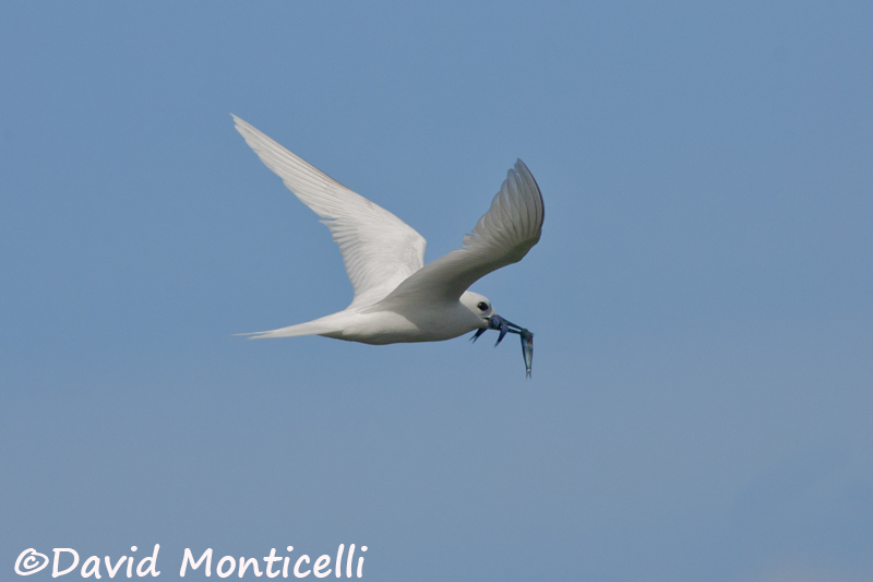 Fairy Tern carrying goatfishes_A8T0382.jpg