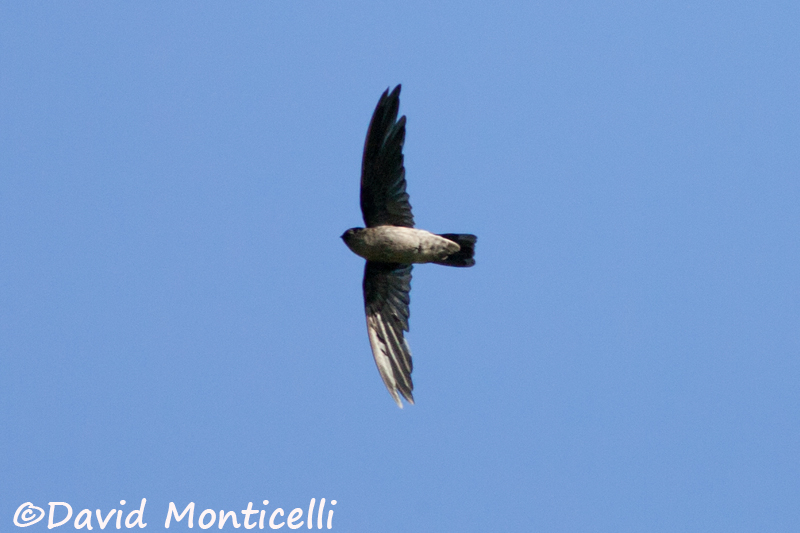 Seychelles Swiftlet (Aerodramus elaphrus)_A8T0200.jpg
