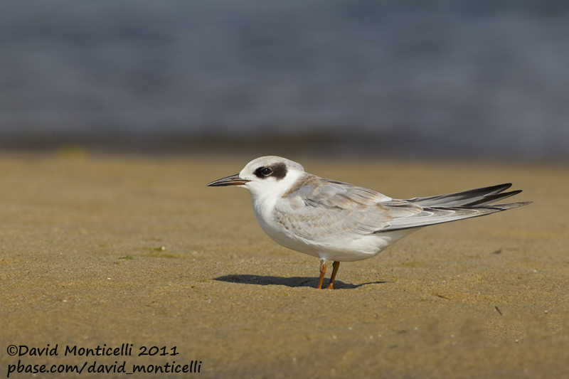 Forsters Tern (Sterna forsteri)_Cape Cod