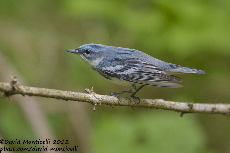 Cerulean Warbler (Dendroica cerulea)_Annapolis