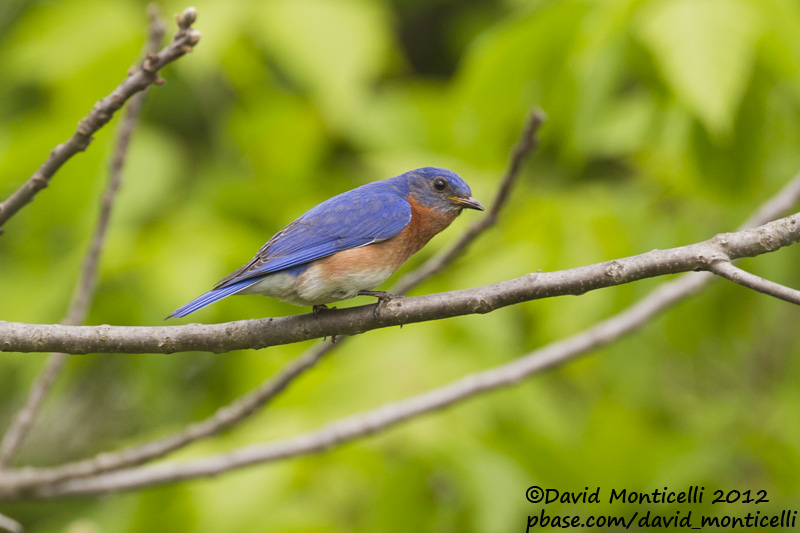 Eastern Bluebird ((Sialia sialis)_Annapolis