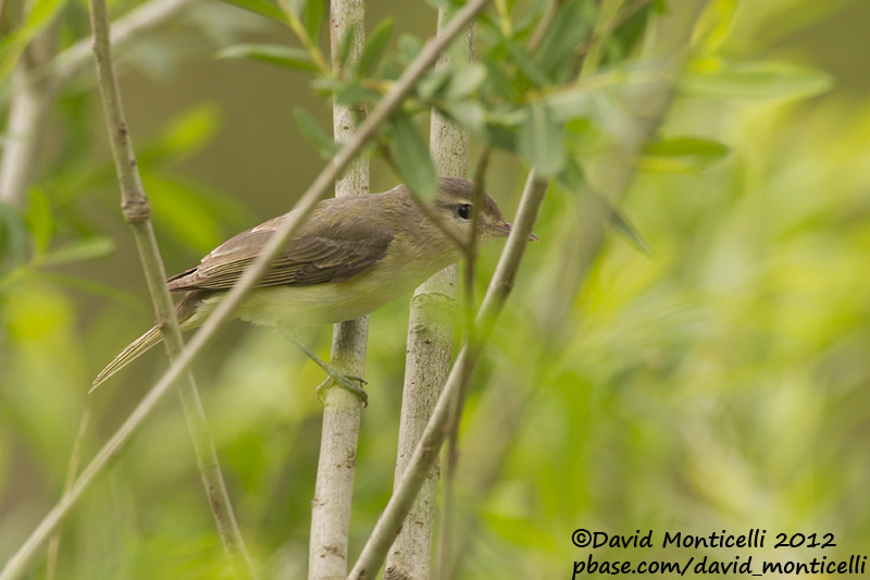 Warbling Vireo (Vireo gilvus)_Annapolis